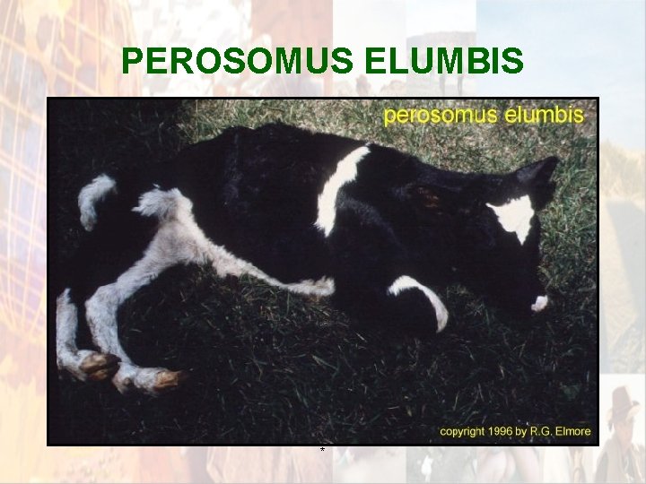 PEROSOMUS ELUMBIS * PEROSOMUS ELUMBIS *