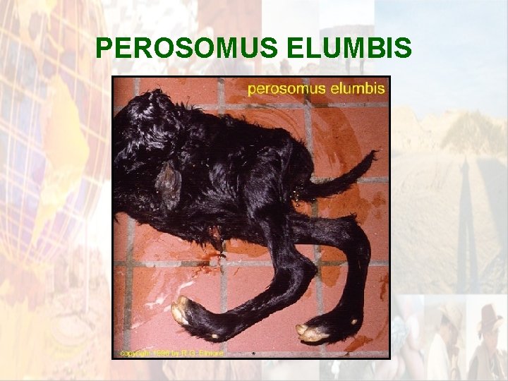 PEROSOMUS ELUMBIS * PEROSOMUS ELUMBIS *