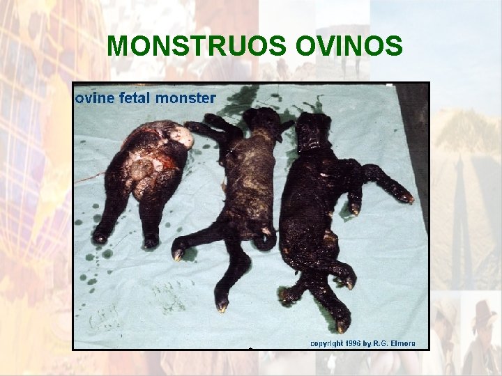 MONSTRUOS OVINOS * MONSTRUOS OVINOS *
