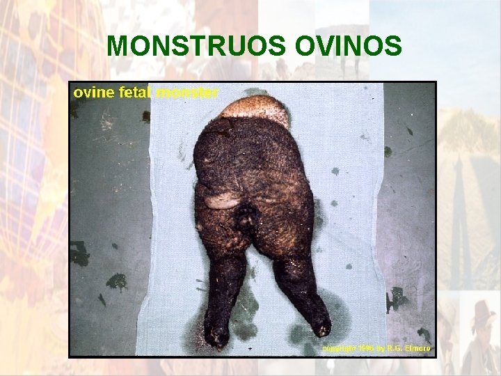 MONSTRUOS OVINOS * MONSTRUOS OVINOS *