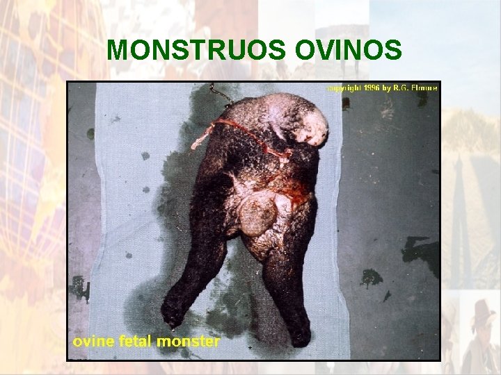 MONSTRUOS OVINOS * MONSTRUOS OVINOS *