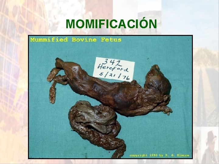 MOMIFICACIÓN * MOMIFICACIÓN *