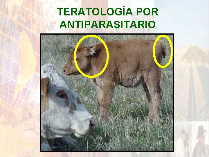 TERATOLOGÍA POR ANTIPARASITARIO * TERATOLOGÍA POR ANTIPARASITARIO *