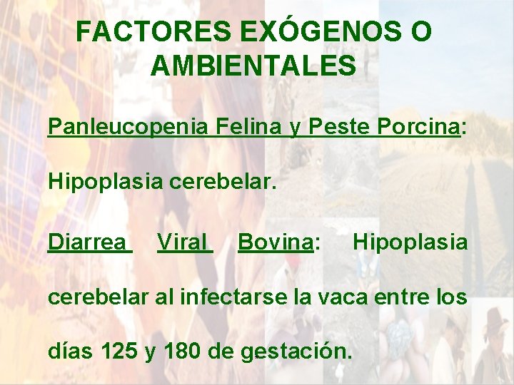 FACTORES EXÓGENOS O AMBIENTALES Panleucopenia Felina y Peste Porcina: Hipoplasia cerebelar. Diarrea Viral Bovina: FACTORES EXÓGENOS O AMBIENTALES Panleucopenia Felina y Peste Porcina: Hipoplasia cerebelar. Diarrea Viral Bovina: