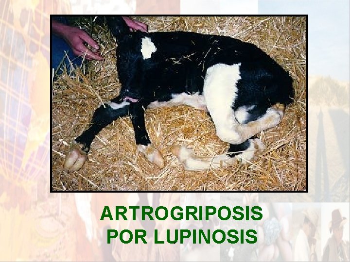 ARTROGRIPOSIS POR LUPINOSIS * ARTROGRIPOSIS POR LUPINOSIS *