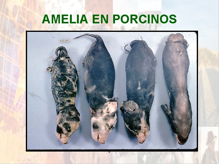 AMELIA EN PORCINOS * AMELIA EN PORCINOS *