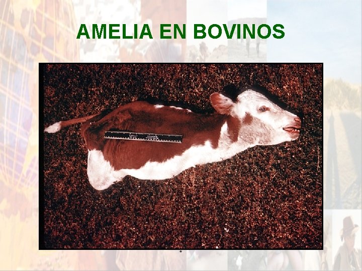 AMELIA EN BOVINOS * AMELIA EN BOVINOS *