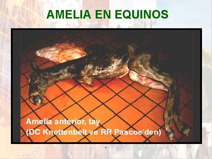 AMELIA EN EQUINOS * AMELIA EN EQUINOS *