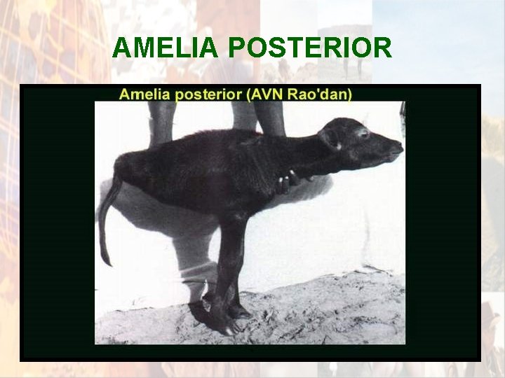 AMELIA POSTERIOR * AMELIA POSTERIOR *