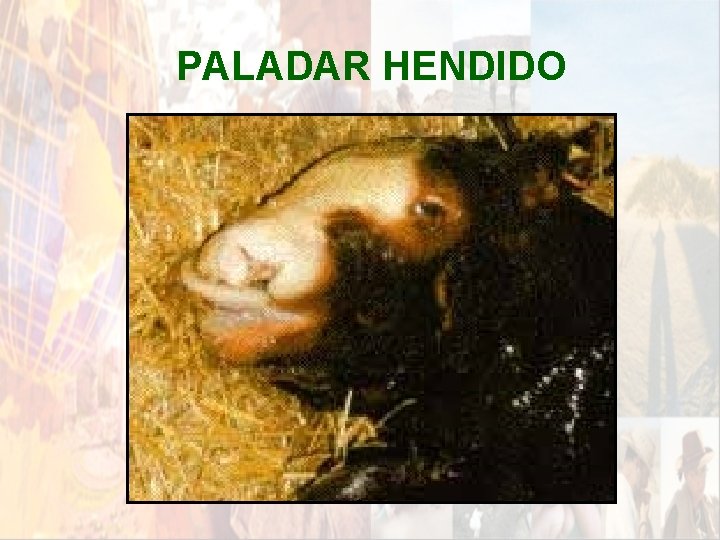 PALADAR HENDIDO * PALADAR HENDIDO *