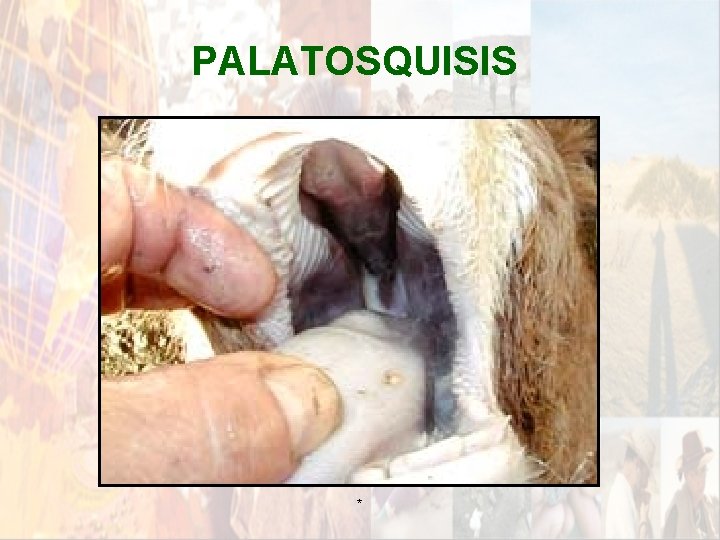 PALATOSQUISIS * PALATOSQUISIS *