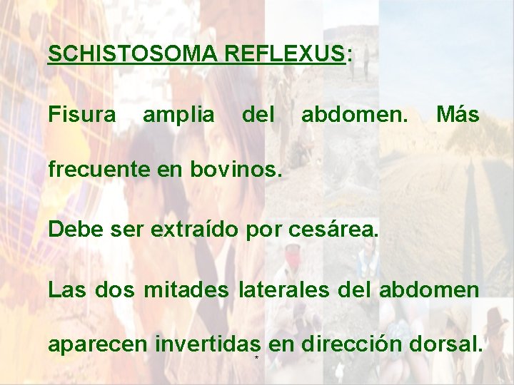 SCHISTOSOMA REFLEXUS: Fisura amplia del abdomen. Más frecuente en bovinos. Debe ser extraído por SCHISTOSOMA REFLEXUS: Fisura amplia del abdomen. Más frecuente en bovinos. Debe ser extraído por