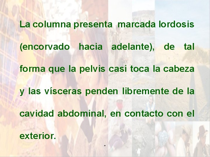 La columna presenta marcada lordosis (encorvado hacia adelante), de tal forma que la pelvis La columna presenta marcada lordosis (encorvado hacia adelante), de tal forma que la pelvis
