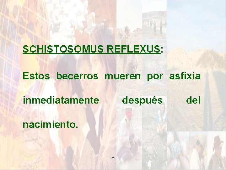 SCHISTOSOMUS REFLEXUS: Estos becerros mueren por asfixia inmediatamente después nacimiento. * del SCHISTOSOMUS REFLEXUS: Estos becerros mueren por asfixia inmediatamente después nacimiento. * del
