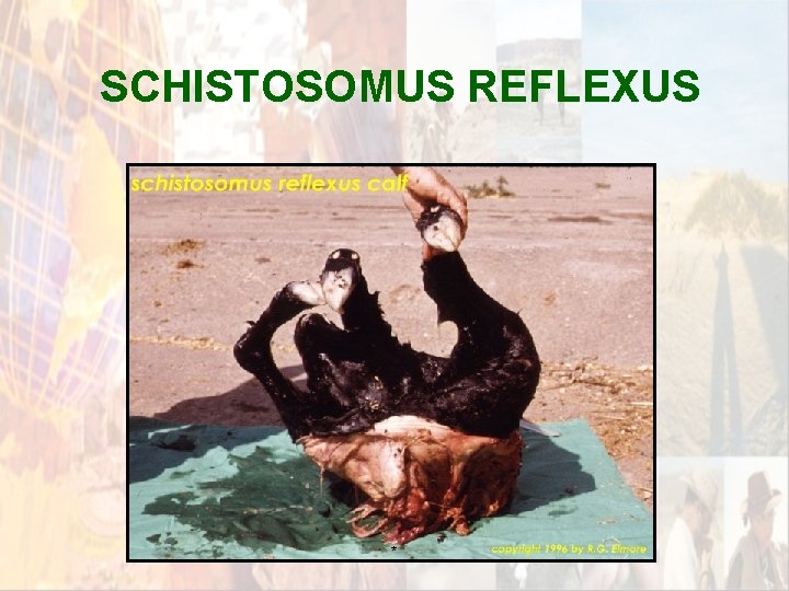 SCHISTOSOMUS REFLEXUS * SCHISTOSOMUS REFLEXUS *