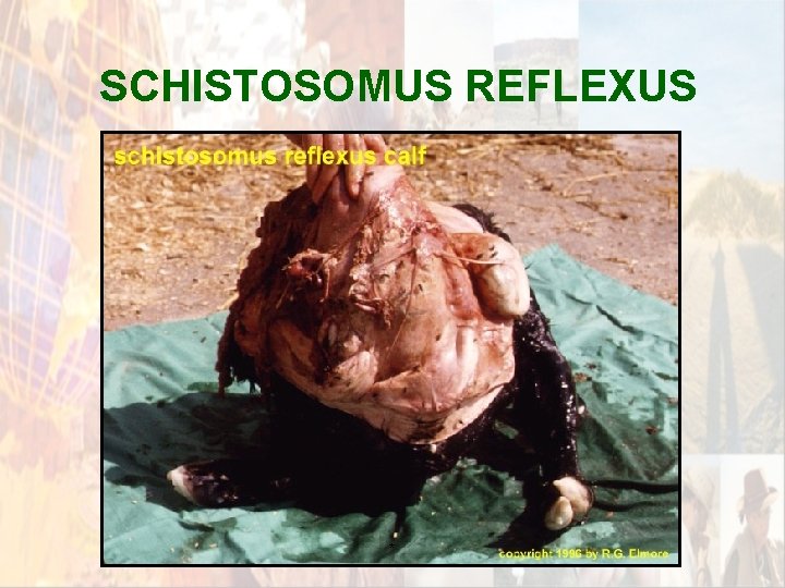 SCHISTOSOMUS REFLEXUS * SCHISTOSOMUS REFLEXUS *