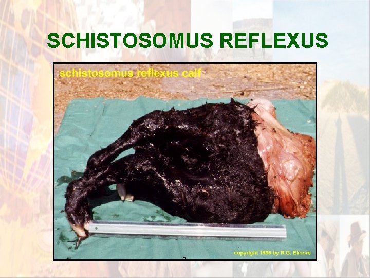 SCHISTOSOMUS REFLEXUS * SCHISTOSOMUS REFLEXUS *