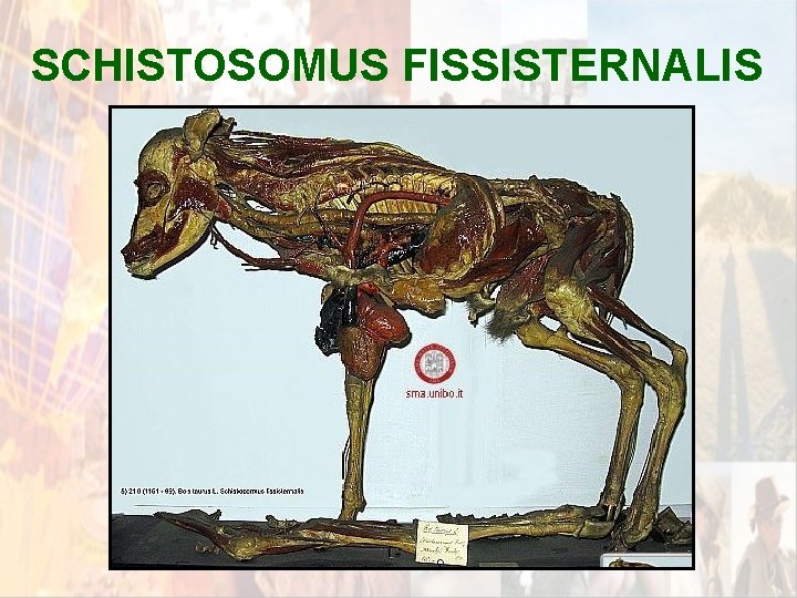 SCHISTOSOMUS FISSISTERNALIS * SCHISTOSOMUS FISSISTERNALIS *
