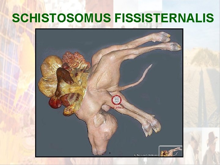 SCHISTOSOMUS FISSISTERNALIS * SCHISTOSOMUS FISSISTERNALIS *