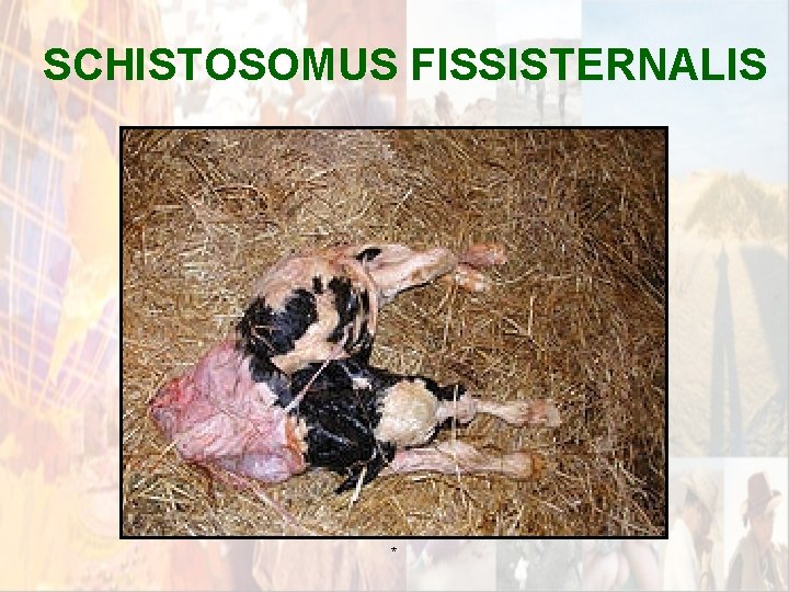 SCHISTOSOMUS FISSISTERNALIS * SCHISTOSOMUS FISSISTERNALIS *