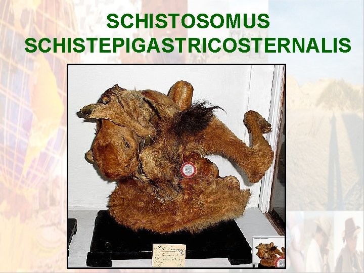 SCHISTOSOMUS SCHISTEPIGASTRICOSTERNALIS * SCHISTOSOMUS SCHISTEPIGASTRICOSTERNALIS *