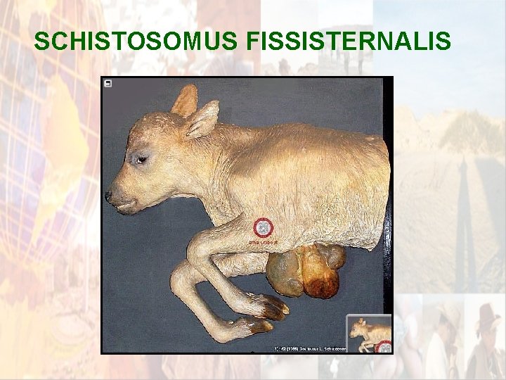 SCHISTOSOMUS FISSISTERNALIS * SCHISTOSOMUS FISSISTERNALIS *