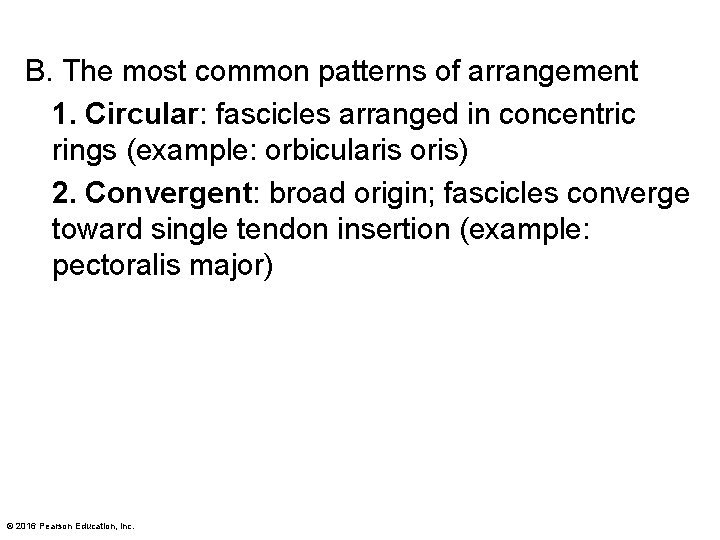 B. The most common patterns of arrangement 1. Circular: fascicles arranged in concentric rings B. The most common patterns of arrangement 1. Circular: fascicles arranged in concentric rings