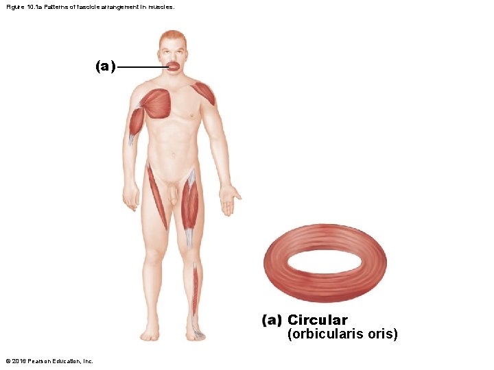 Figure 10. 1 a Patterns of fascicle arrangement in muscles. (a) Circular (orbicularis oris) Figure 10. 1 a Patterns of fascicle arrangement in muscles. (a) Circular (orbicularis oris)