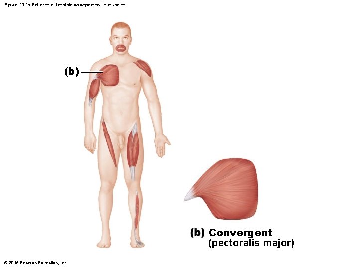 Figure 10. 1 b Patterns of fascicle arrangement in muscles. (b) Convergent (pectoralis major) Figure 10. 1 b Patterns of fascicle arrangement in muscles. (b) Convergent (pectoralis major)