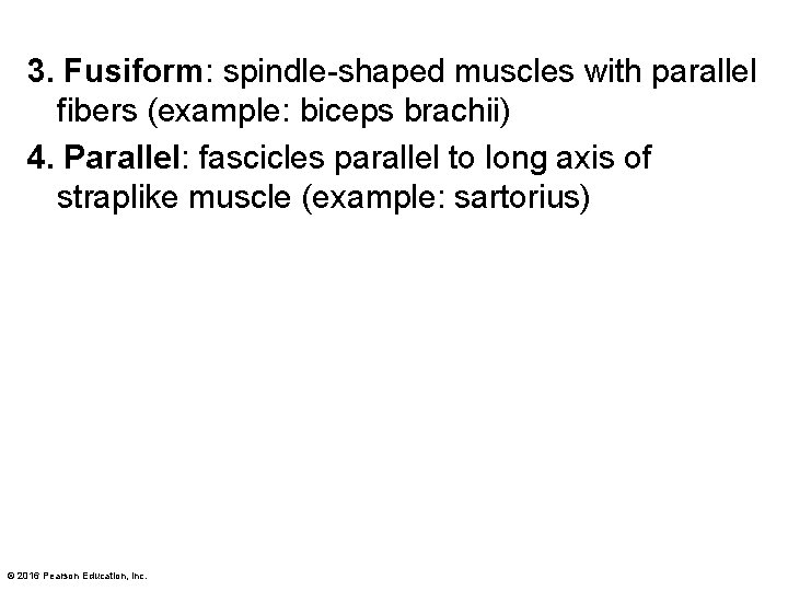 3. Fusiform: spindle-shaped muscles with parallel fibers (example: biceps brachii) 4. Parallel: fascicles parallel 3. Fusiform: spindle-shaped muscles with parallel fibers (example: biceps brachii) 4. Parallel: fascicles parallel