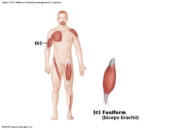 Figure 10. 1 c Patterns of fascicle arrangement in muscles. (c) Fusiform (biceps brachii) Figure 10. 1 c Patterns of fascicle arrangement in muscles. (c) Fusiform (biceps brachii)