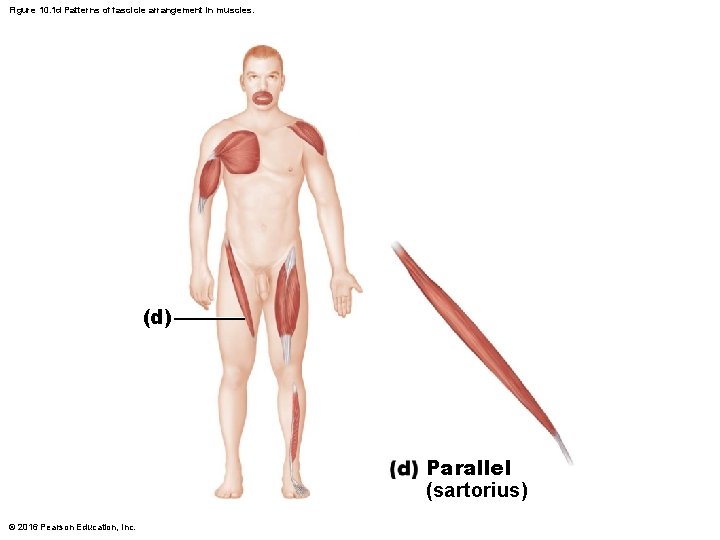 Figure 10. 1 d Patterns of fascicle arrangement in muscles. (d) Parallel (sartorius) © Figure 10. 1 d Patterns of fascicle arrangement in muscles. (d) Parallel (sartorius) ©