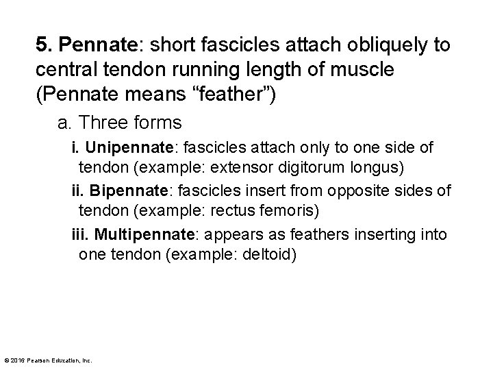 5. Pennate: short fascicles attach obliquely to central tendon running length of muscle (Pennate 5. Pennate: short fascicles attach obliquely to central tendon running length of muscle (Pennate