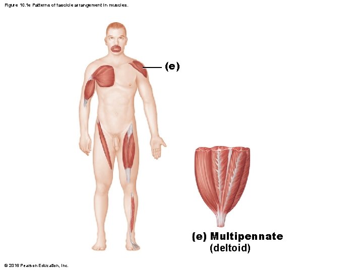 Figure 10. 1 e Patterns of fascicle arrangement in muscles. (e) Multipennate (deltoid) © Figure 10. 1 e Patterns of fascicle arrangement in muscles. (e) Multipennate (deltoid) ©