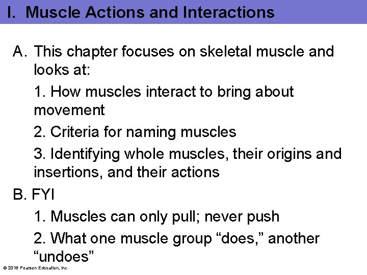I. Muscle Actions and Interactions A. This chapter focuses on skeletal muscle and looks I. Muscle Actions and Interactions A. This chapter focuses on skeletal muscle and looks