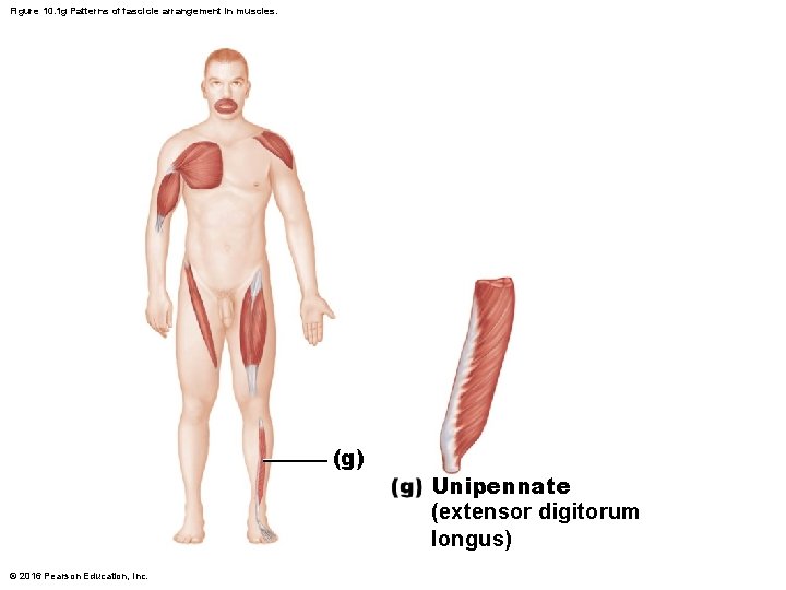 Figure 10. 1 g Patterns of fascicle arrangement in muscles. (g) © 2016 Pearson Figure 10. 1 g Patterns of fascicle arrangement in muscles. (g) © 2016 Pearson