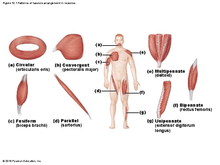 Figure 10. 1 Patterns of fascicle arrangement in muscles. (a) (b) Circular (orbicularis oris) Figure 10. 1 Patterns of fascicle arrangement in muscles. (a) (b) Circular (orbicularis oris)