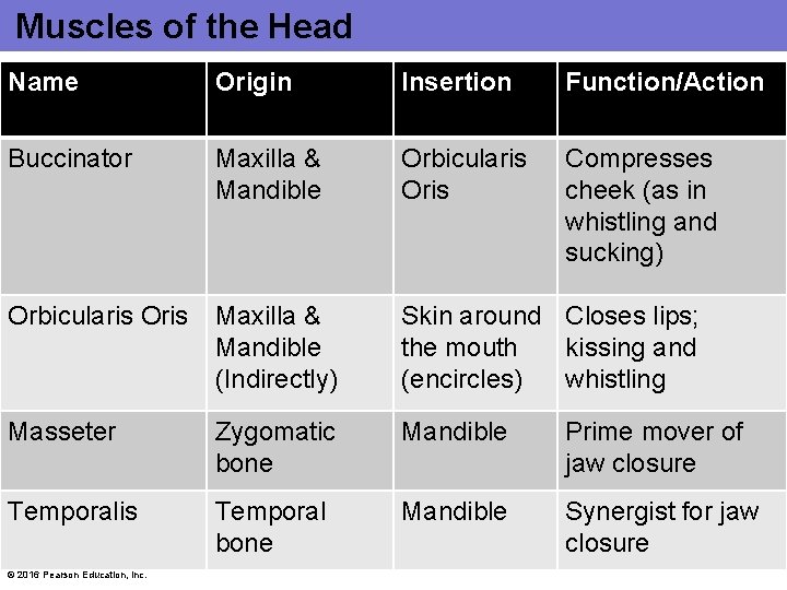 Muscles of the Head Name Origin Insertion Function/Action Buccinator Maxilla & Mandible Orbicularis Oris Muscles of the Head Name Origin Insertion Function/Action Buccinator Maxilla & Mandible Orbicularis Oris