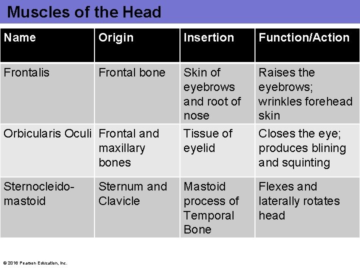 Muscles of the Head Name Origin Insertion Function/Action Frontalis Frontal bone Skin of eyebrows Muscles of the Head Name Origin Insertion Function/Action Frontalis Frontal bone Skin of eyebrows