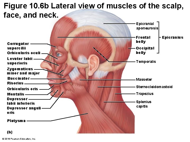 Figure 10. 6 b Lateral view of muscles of the scalp, face, and neck. Figure 10. 6 b Lateral view of muscles of the scalp, face, and neck.