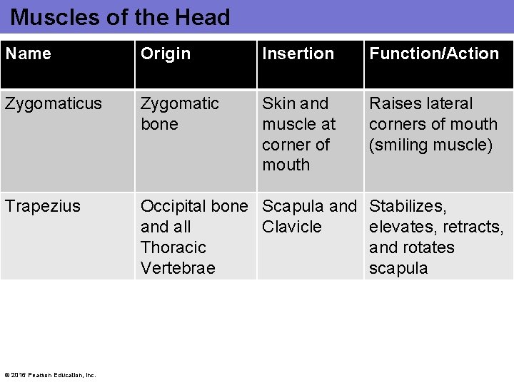 Muscles of the Head Name Origin Insertion Function/Action Zygomaticus Zygomatic bone Skin and muscle Muscles of the Head Name Origin Insertion Function/Action Zygomaticus Zygomatic bone Skin and muscle
