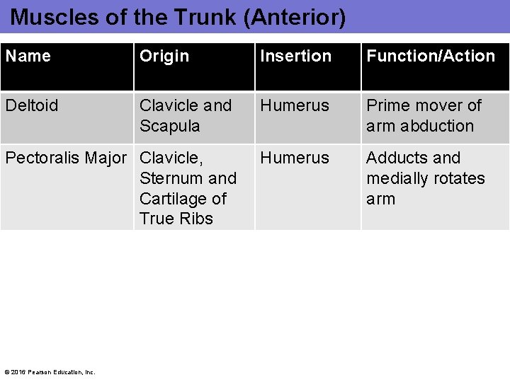 Muscles of the Trunk (Anterior) Name Origin Insertion Function/Action Deltoid Clavicle and Scapula Humerus Muscles of the Trunk (Anterior) Name Origin Insertion Function/Action Deltoid Clavicle and Scapula Humerus