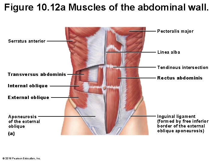 Figure 10. 12 a Muscles of the abdominal wall. Pectoralis major Serratus anterior Linea Figure 10. 12 a Muscles of the abdominal wall. Pectoralis major Serratus anterior Linea