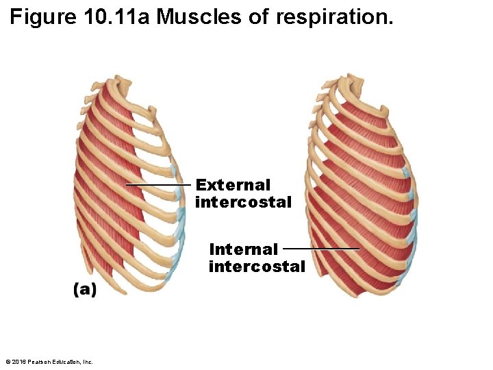 Figure 10. 11 a Muscles of respiration. External intercostal Internal intercostal © 2016 Pearson Figure 10. 11 a Muscles of respiration. External intercostal Internal intercostal © 2016 Pearson