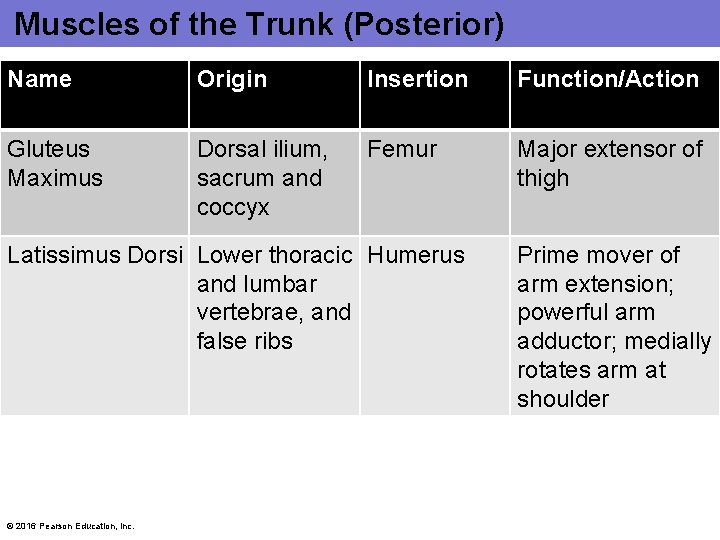 Muscles of the Trunk (Posterior) Name Origin Insertion Function/Action Gluteus Maximus Dorsal ilium, sacrum Muscles of the Trunk (Posterior) Name Origin Insertion Function/Action Gluteus Maximus Dorsal ilium, sacrum