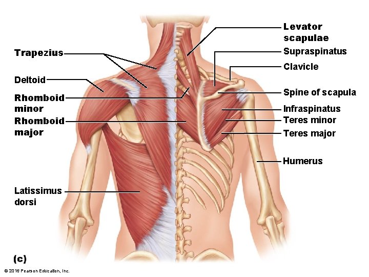 Trapezius Levator scapulae Supraspinatus Clavicle Deltoid Rhomboid minor Rhomboid major Spine of scapula Infraspinatus Trapezius Levator scapulae Supraspinatus Clavicle Deltoid Rhomboid minor Rhomboid major Spine of scapula Infraspinatus