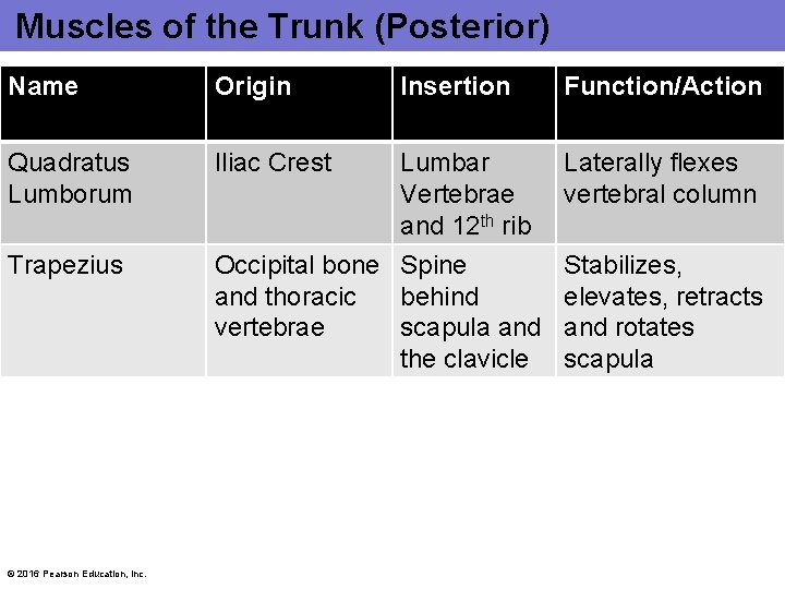 Muscles of the Trunk (Posterior) Name Origin Insertion Function/Action Quadratus Lumborum Iliac Crest Lumbar Muscles of the Trunk (Posterior) Name Origin Insertion Function/Action Quadratus Lumborum Iliac Crest Lumbar