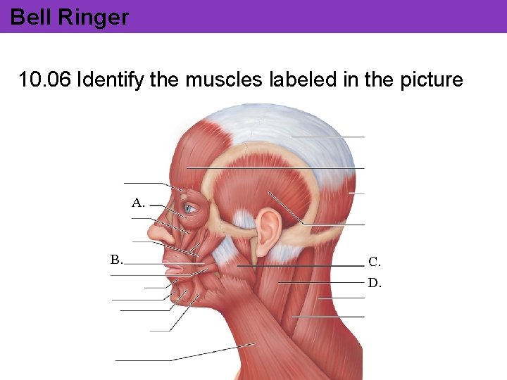 Bell Ringer 10. 06 Identify the muscles labeled in the picture A. B. C. Bell Ringer 10. 06 Identify the muscles labeled in the picture A. B. C.