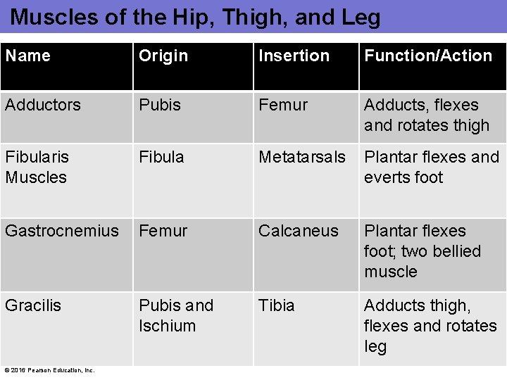 Muscles of the Hip, Thigh, and Leg Name Origin Insertion Function/Action Adductors Pubis Femur Muscles of the Hip, Thigh, and Leg Name Origin Insertion Function/Action Adductors Pubis Femur