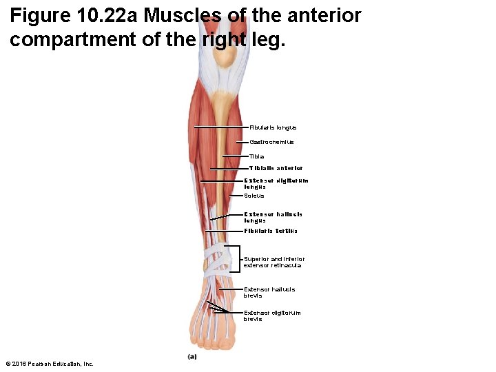 Figure 10. 22 a Muscles of the anterior compartment of the right leg. Fibularis Figure 10. 22 a Muscles of the anterior compartment of the right leg. Fibularis